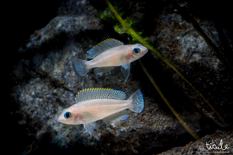 Neolamprologus leloupi